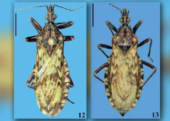 Foto: Divulgação/Fiocruz