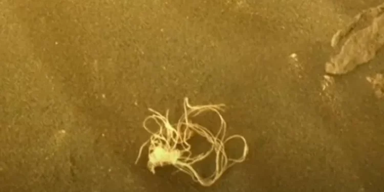 Foto: Reprodução/BAND