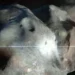 Foto: NASA