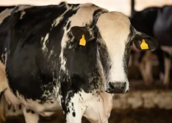 Foto: Divulgação/Mapa