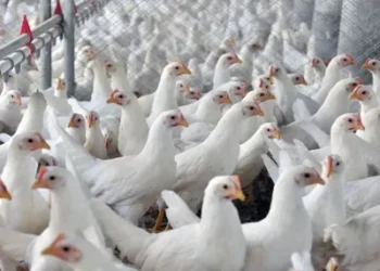 Foto: Lucas Cardoso/Embrapa