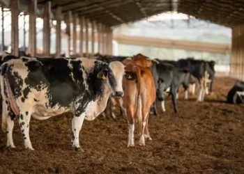 Foto: Wenderson Araujo/Trilux/CNA