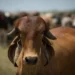 Foto: Tilux/CNA