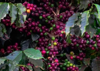 Foto: Wenderson Araújo/Trilux