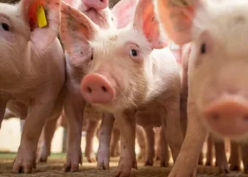 Foto: Wenderson Araújo/Trilux