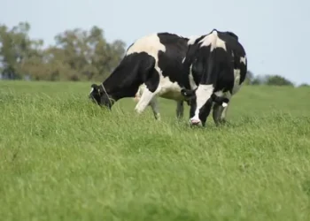 Foto: Cleuza Butti/Embrapa