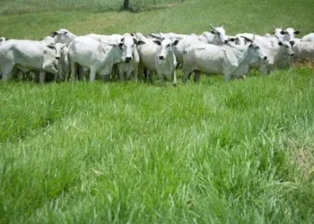 Foto: Wenderson Araujo/Trilux/CNA