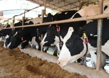 Foto: Divulgação/CowMed