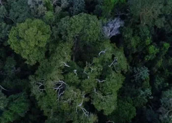 Foto: Divulgação/TV Brasil/Agência Brasil