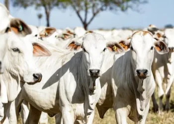 Foto: Tchélo Figueiredo/Secom