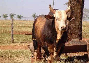Foto: Reprodução/CiaPauloEmilio