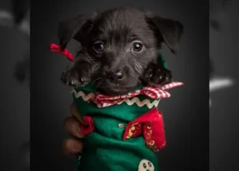 Foto: Philippe Nouailhetas/Studio Fussus fotopet