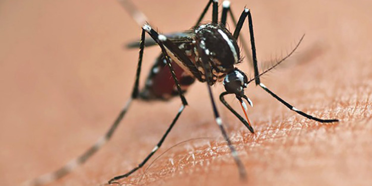 dengue