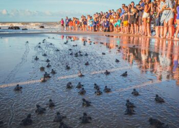 Filhotes de tartaruga foram soltos na praia de Maracajaú. Fotos e imagens: Pablo Jones