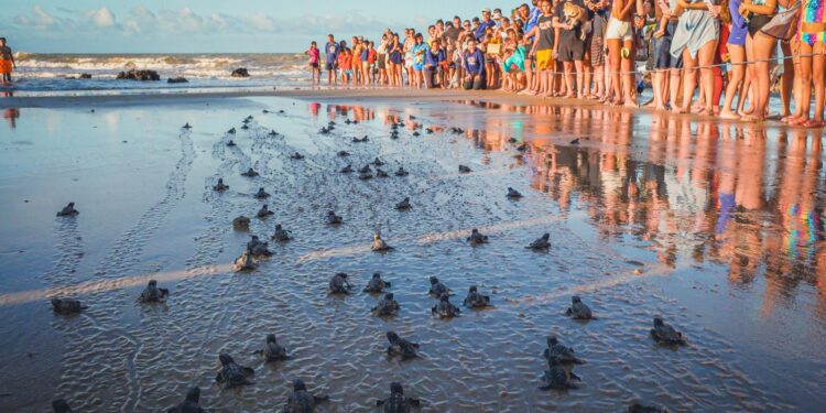 Filhotes de tartaruga foram soltos na praia de Maracajaú. Fotos e imagens: Pablo Jones