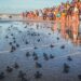 Filhotes de tartaruga foram soltos na praia de Maracajaú. Fotos e imagens: Pablo Jones