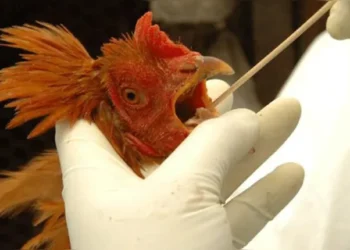 Foto: Alexandre Mendez / CP Memória