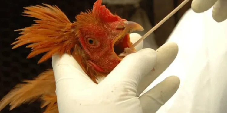 Foto: Alexandre Mendez / CP Memória