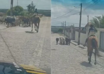 Foto: PRF/Divulgação