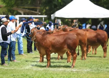Foto: Carlos Lopes/Divulgação.