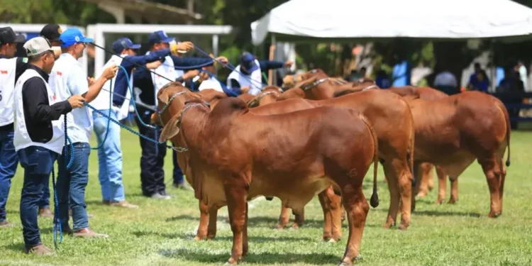 Foto: Carlos Lopes/Divulgação.